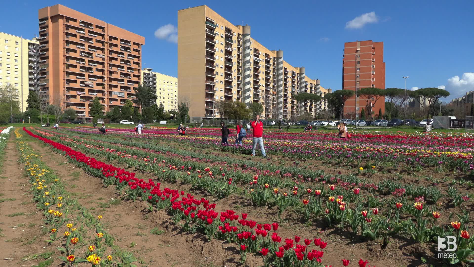 Roma, la primavera in città al giardino di tulipani: 