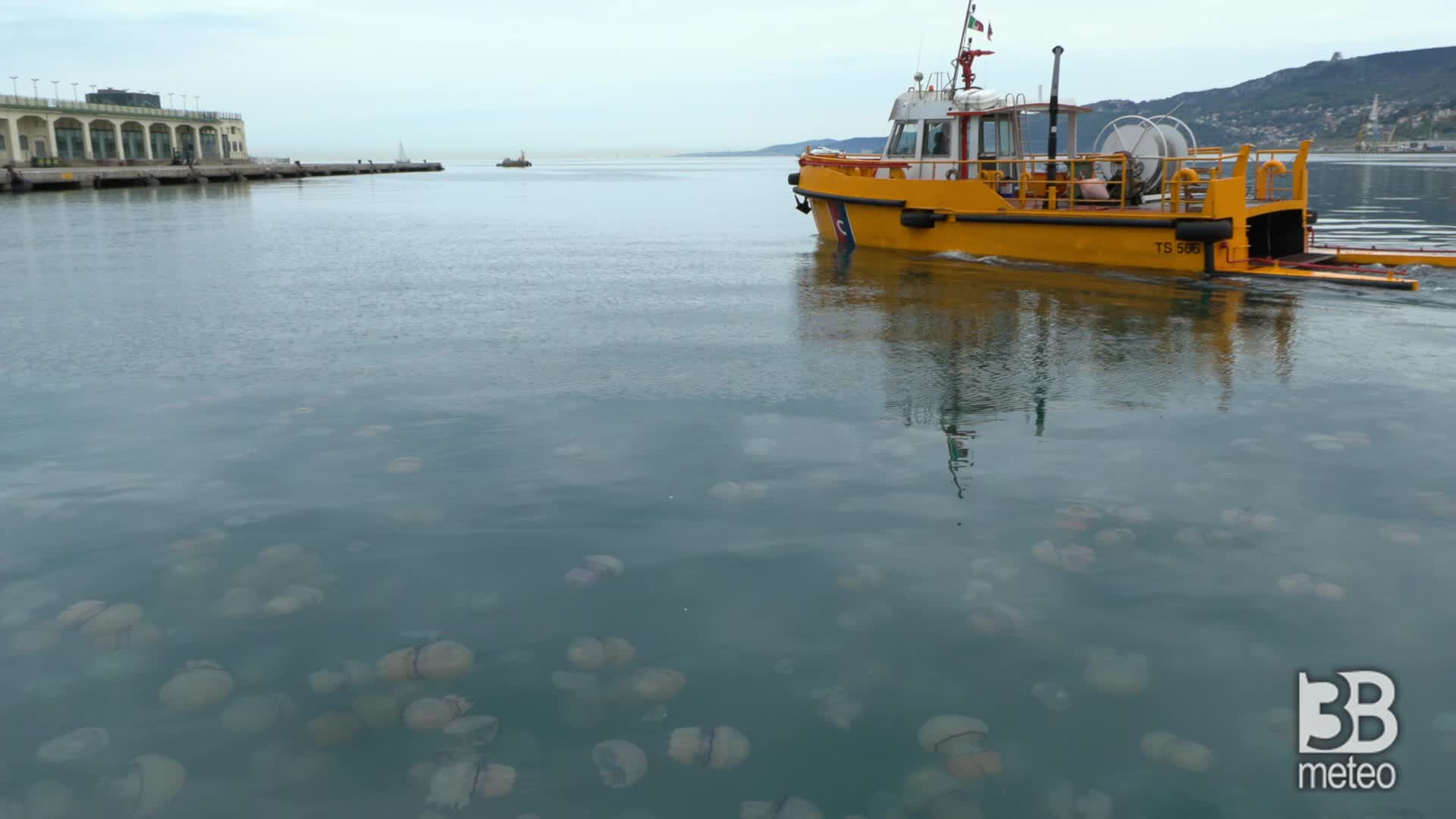 Trieste, invasione di meduse: golfo pieno di gelatinose